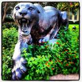 The University of Houston